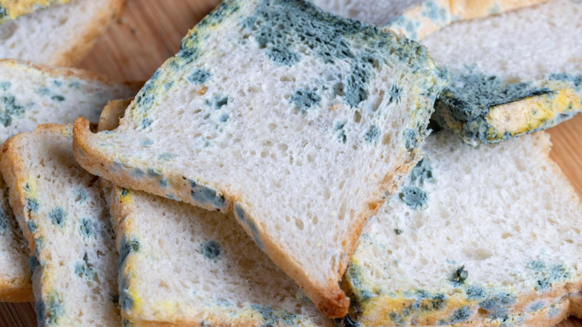 Brutărie din București, închisă de ANPC: Gândaci morți, echipamente murdare și mucegai/ Foto: Profimedia