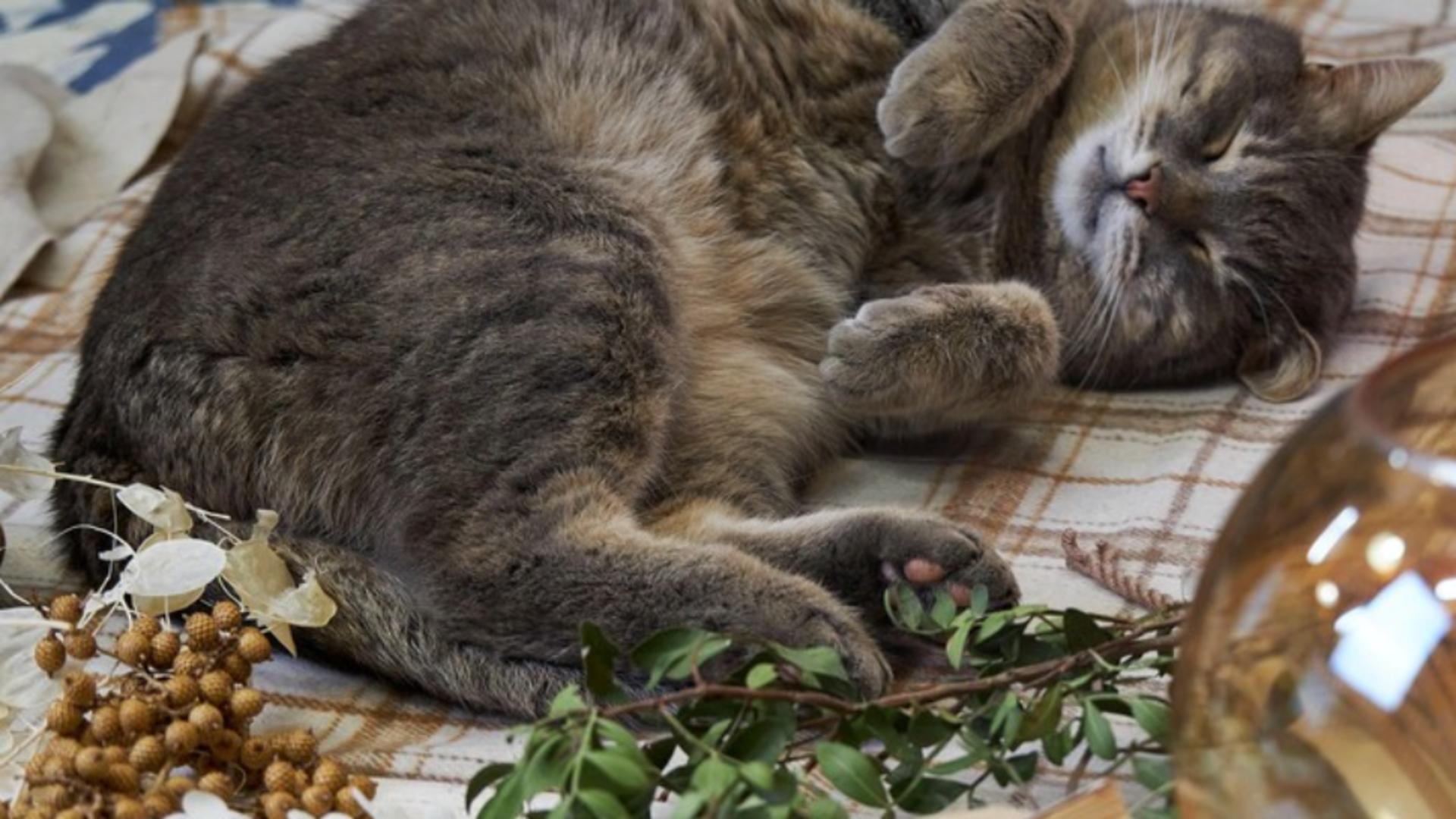 Dormitul pe partea stângă asigură o reacție mai rapidă la trezire (Profimedia)