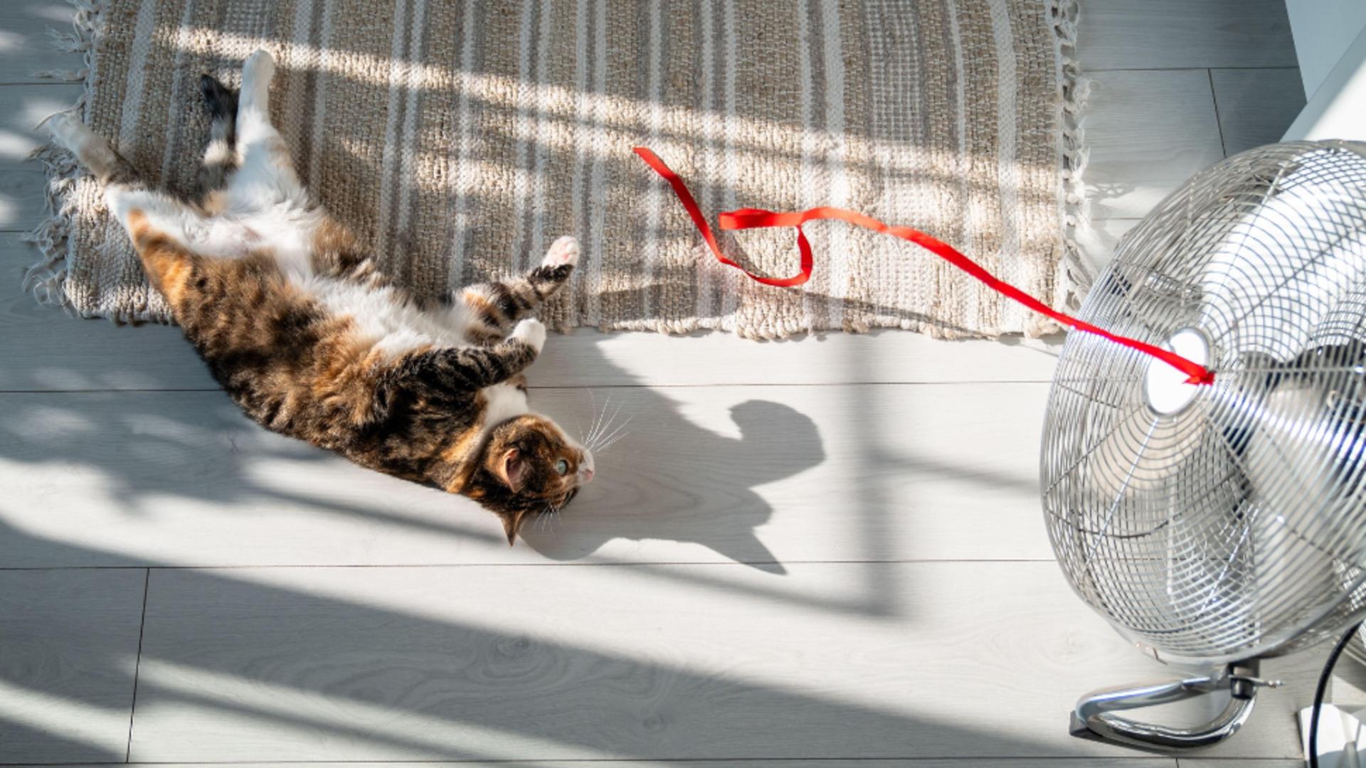 Cum fac față câinii și pisicile caniculei. Sfaturi utile pentru stăpâni/ Profimedia