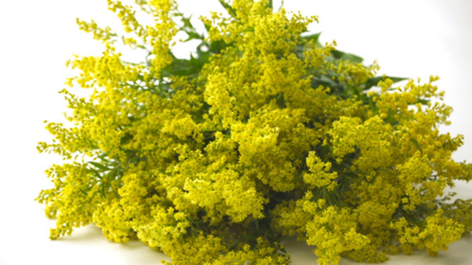 Sânzienele, sărbătoarea magiei. Ce trebuie să faci pe 24 iunie pentru a atrage norocul și sănătatea în viața ta, conform tradiției