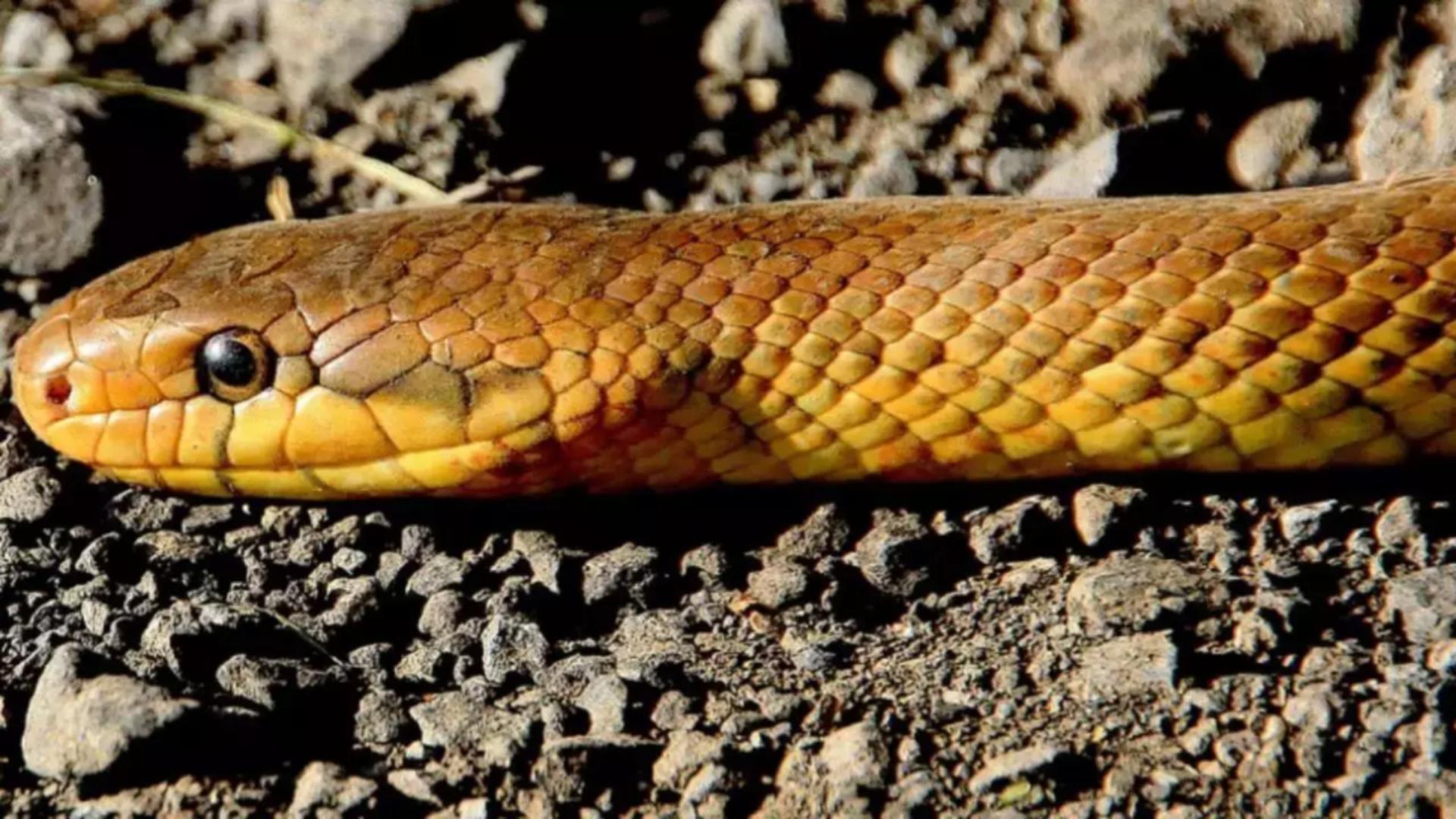 Amestecul simplu care te va scăpa de șerpii de lângă casă