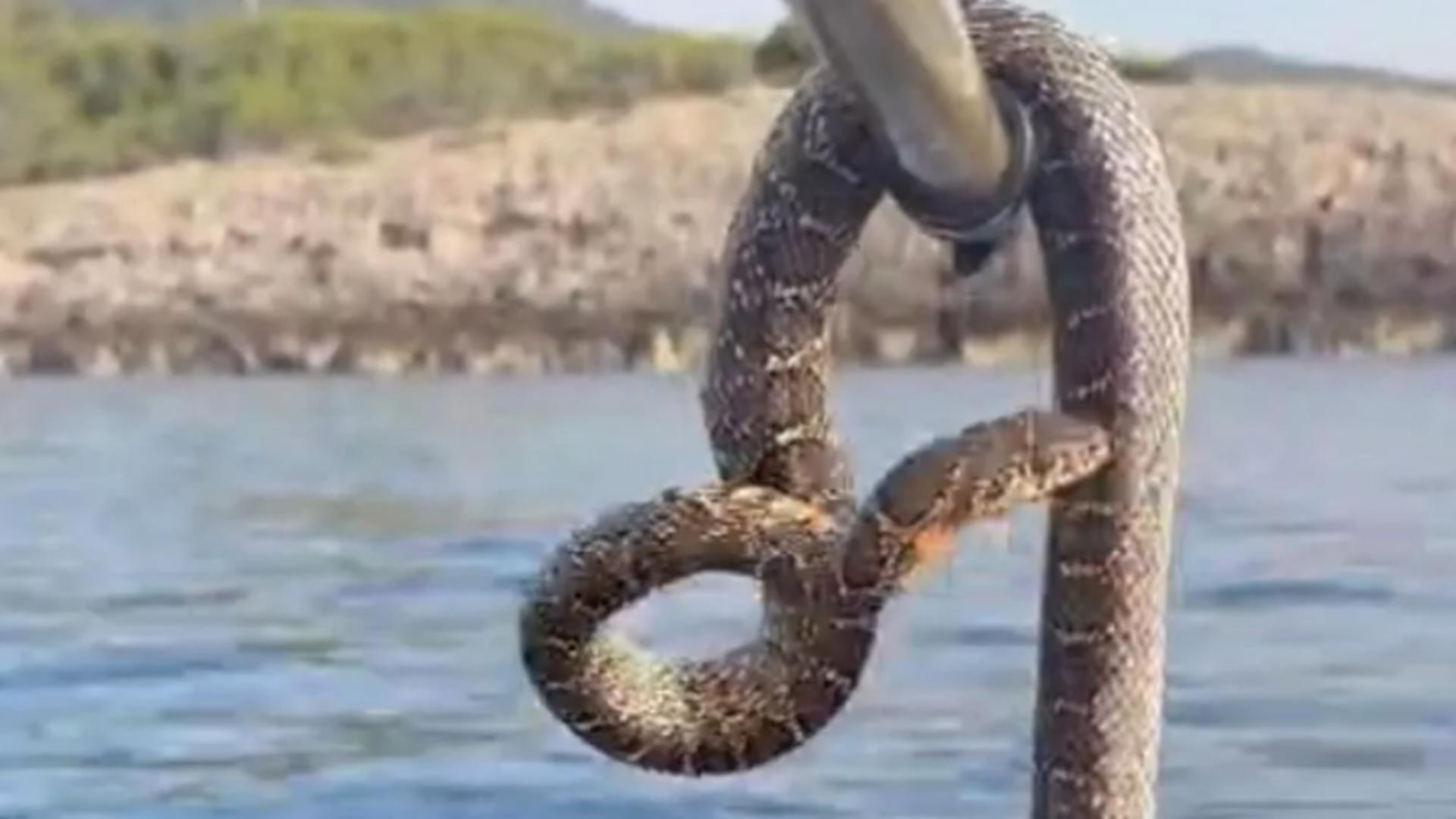 O destinație din Spania foarte iubită de români a fost invadată de șerpi uriași.