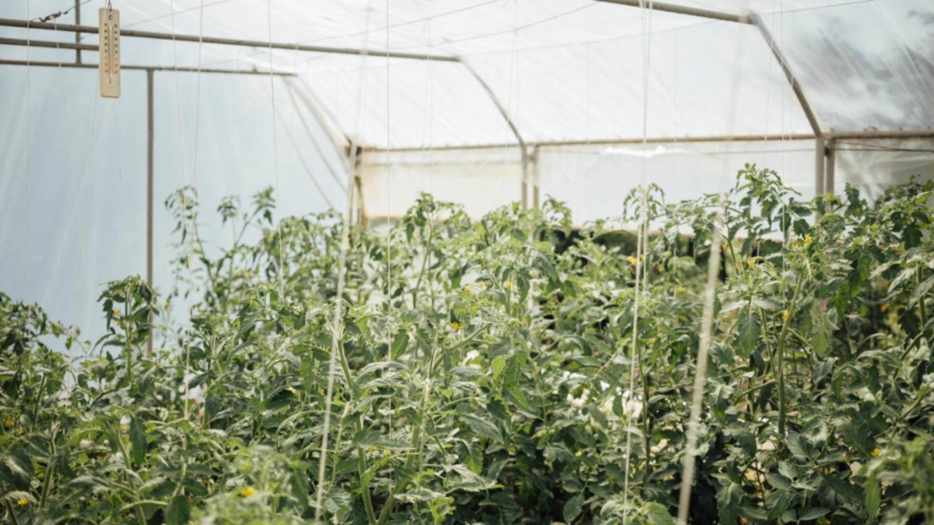 Solarul din grădină te poate costa până la 100.000 de lei dacă nu respecți regulile.