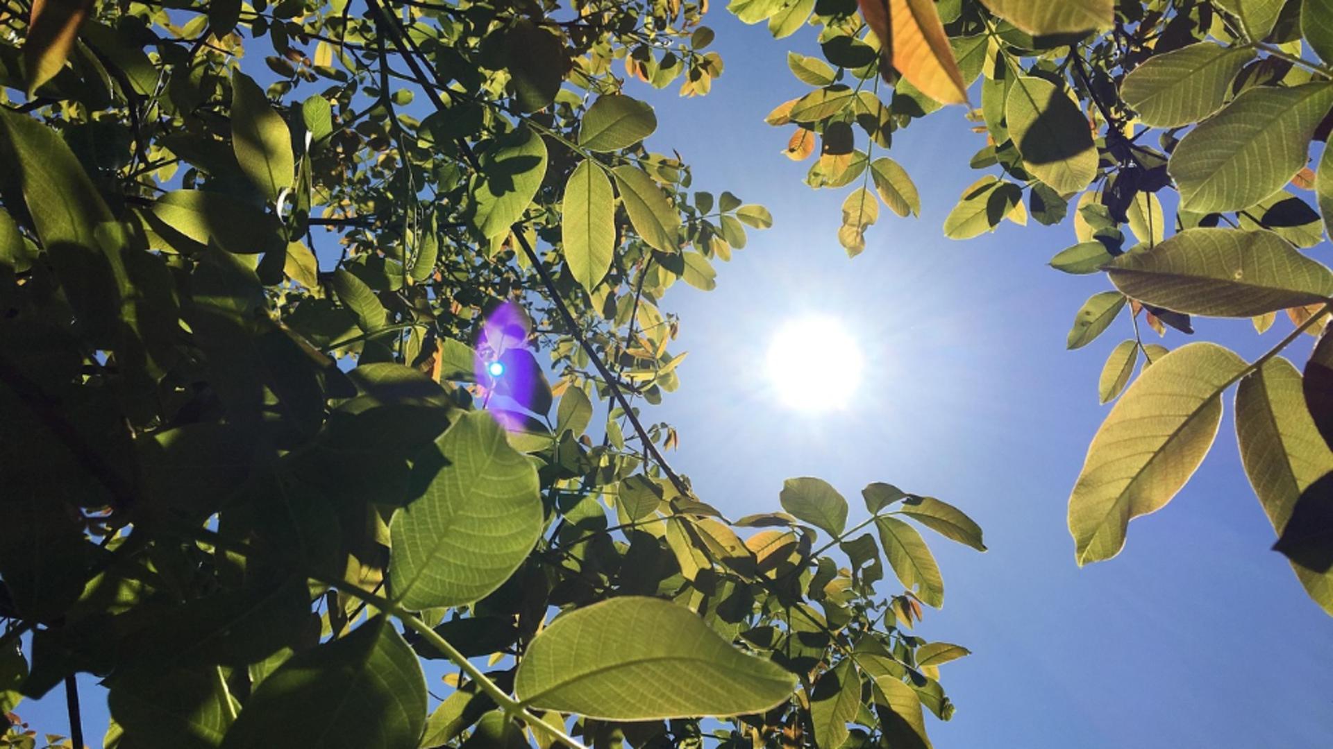 Caniculă în România