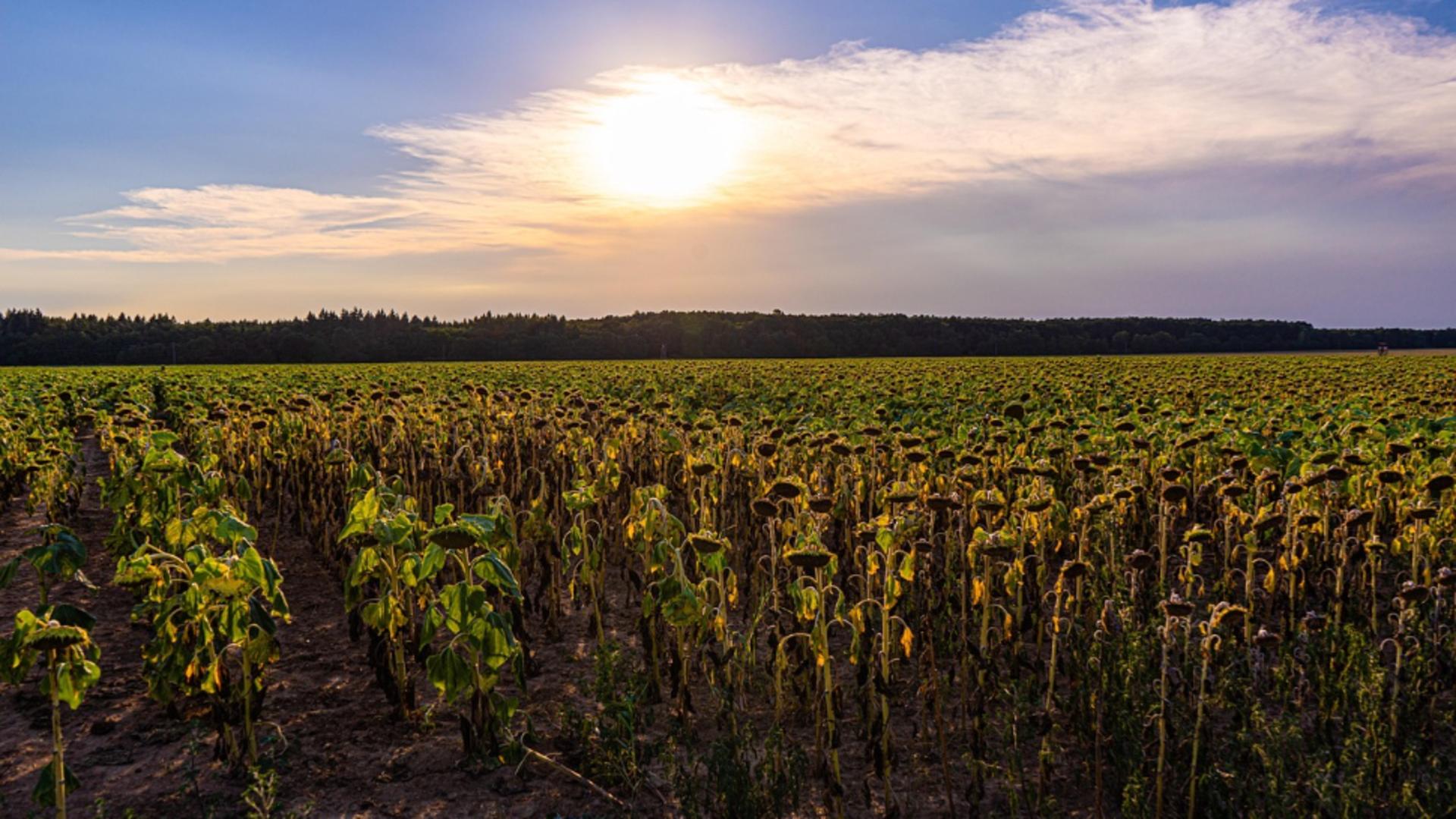 Un val de caniculă lovește România: temperaturi extreme și risc crescut pentru sănătate. Fenomenul apărut o dată cu gradele în termometre
