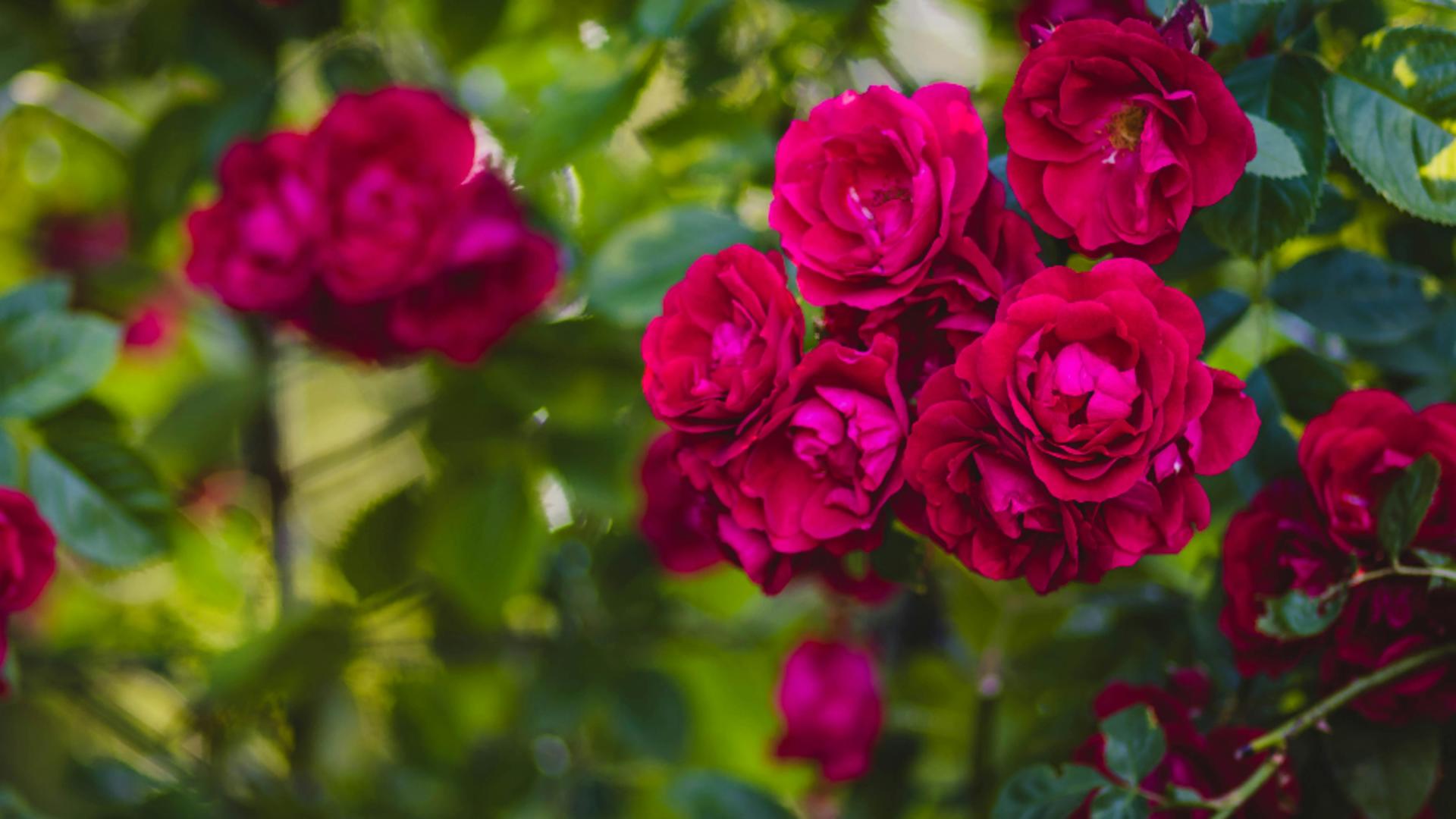 Greșeli în îngrijirea trandafirilor și cum sa le eviți pentru a avea parte de tufe pline cu flori