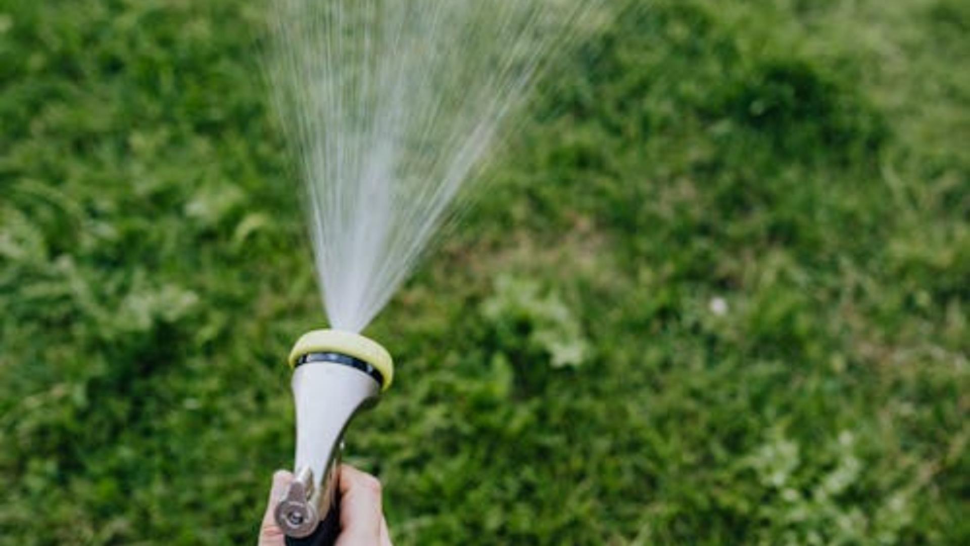 Ingredientul banal care te scapă de musculițele mici din grădină