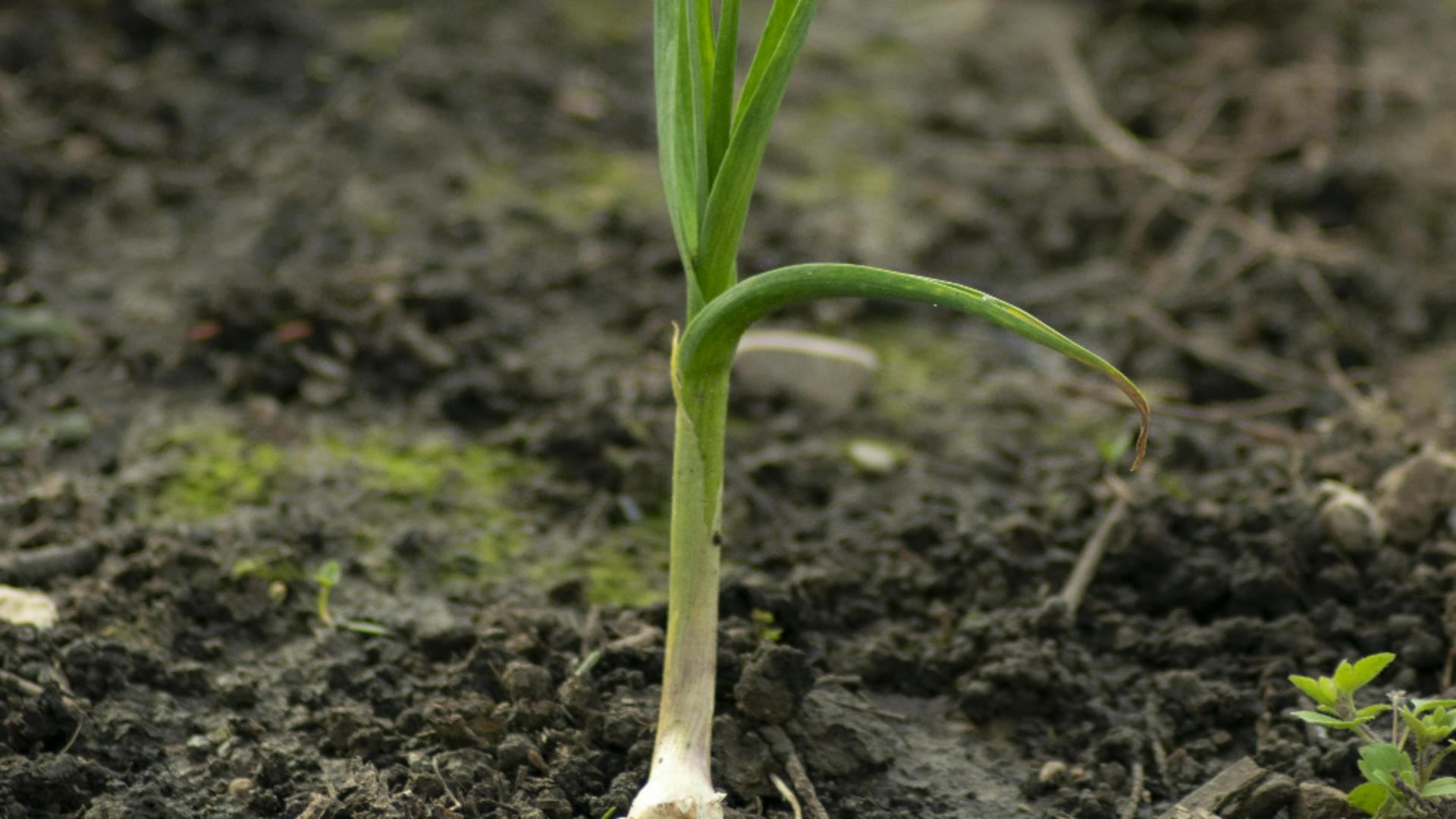 Plante pe care TREBUIE să le cultivi lângă usturoi, pentru a fi ferite de dăunători