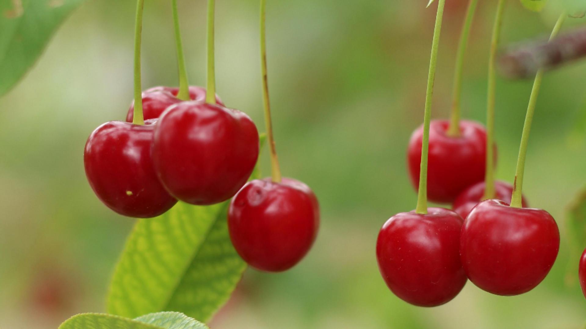 Cum poți să scoți sâmburii vișinelor. Metode simple și la îndemâna oricărei gospodine