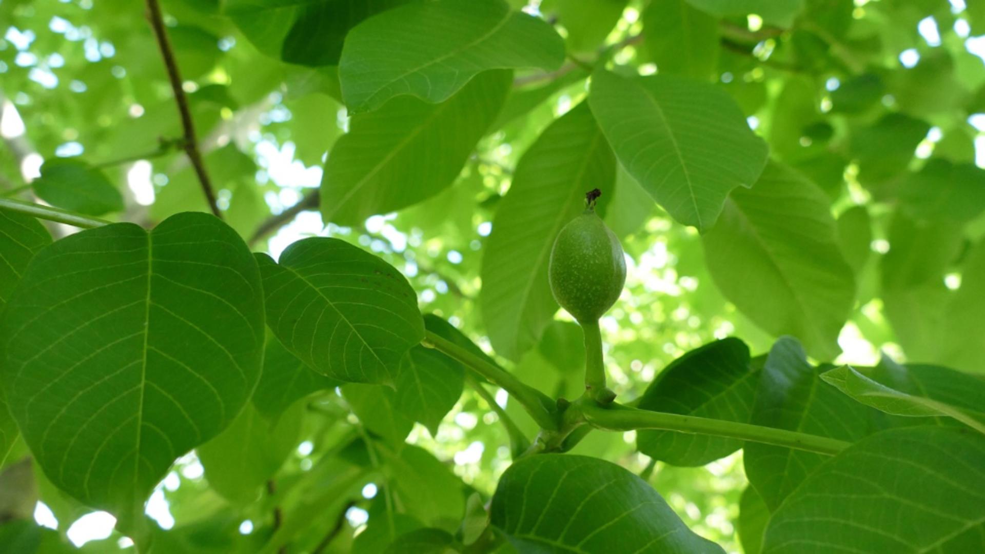 Unde se așază frunzele de nuc, de Rusalii? Ce înseamnă, de fapt, acest gest și ce se face cu ramurile după ce se usucă?