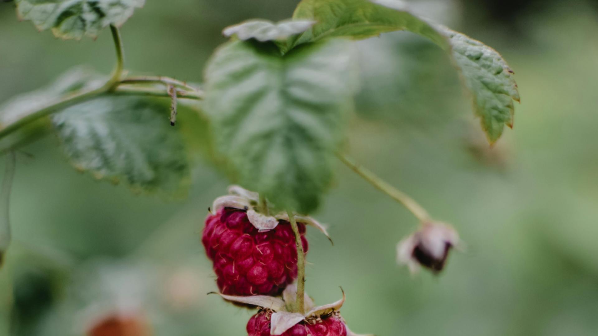 De ce este recomandat să bei ceai din frunze de zmeur? Cine trebuie să-l consume și ce beneficii are, de fapt?