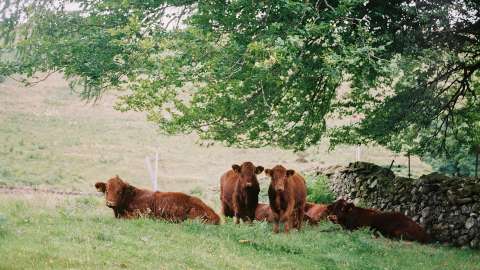 Cum se resimte canicula în cazul animalelor și cum le poți ajuta