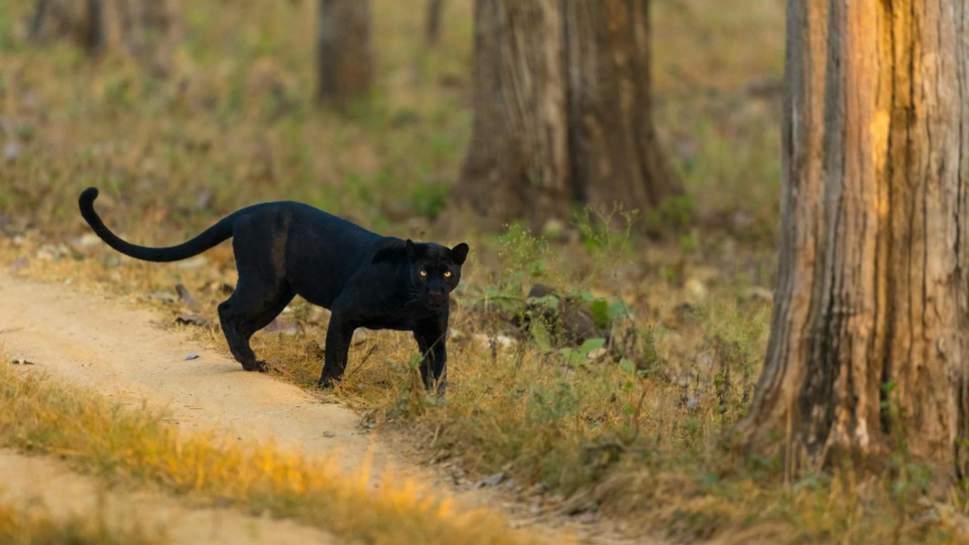 Noi informații despre pantera misterioasă văzută la granița României: căutări intense în păduri, cu ajutorul unui expert sud-african