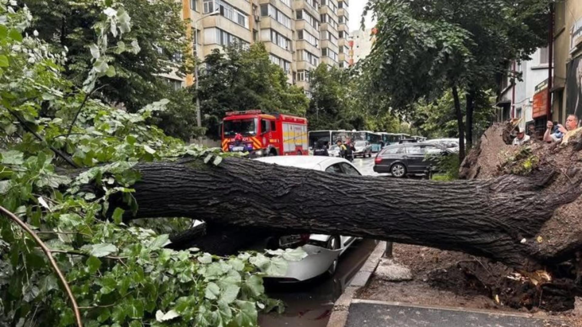 Vremea a făcut ravagii în Timișoara: un bărbat lovit de un copac doborât de furtună