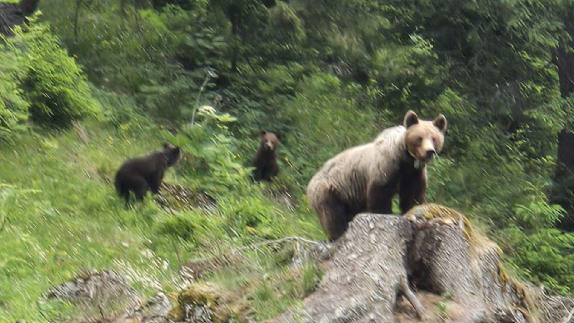 Prezența unei ursoaice cu doi pui, semnalată pe un traseu montan intens circulat din Bucegi. Avertismentul Salvamont Brașov/ Foto: Salvamon Brașov