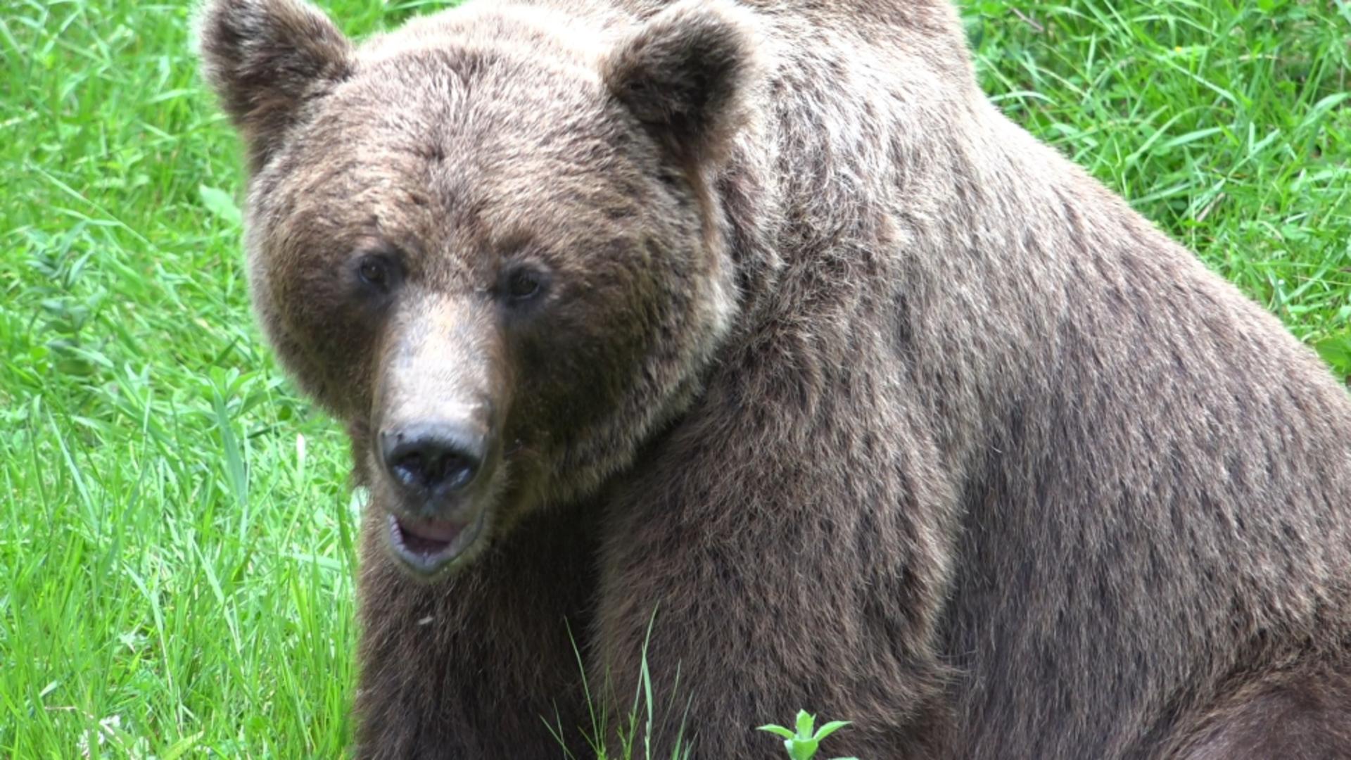 Ursoaica responsabilă de moartea motociclistului italian, împușcată de autorități/ Facebook: Ursulețul cârcotaș