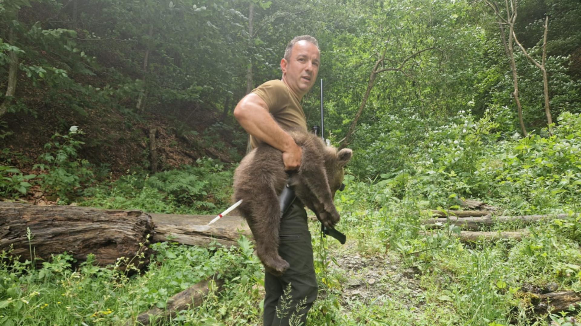Ursulețul a fost capturat fără a-i fi pusă viața în pericol (foto: Romsilva)