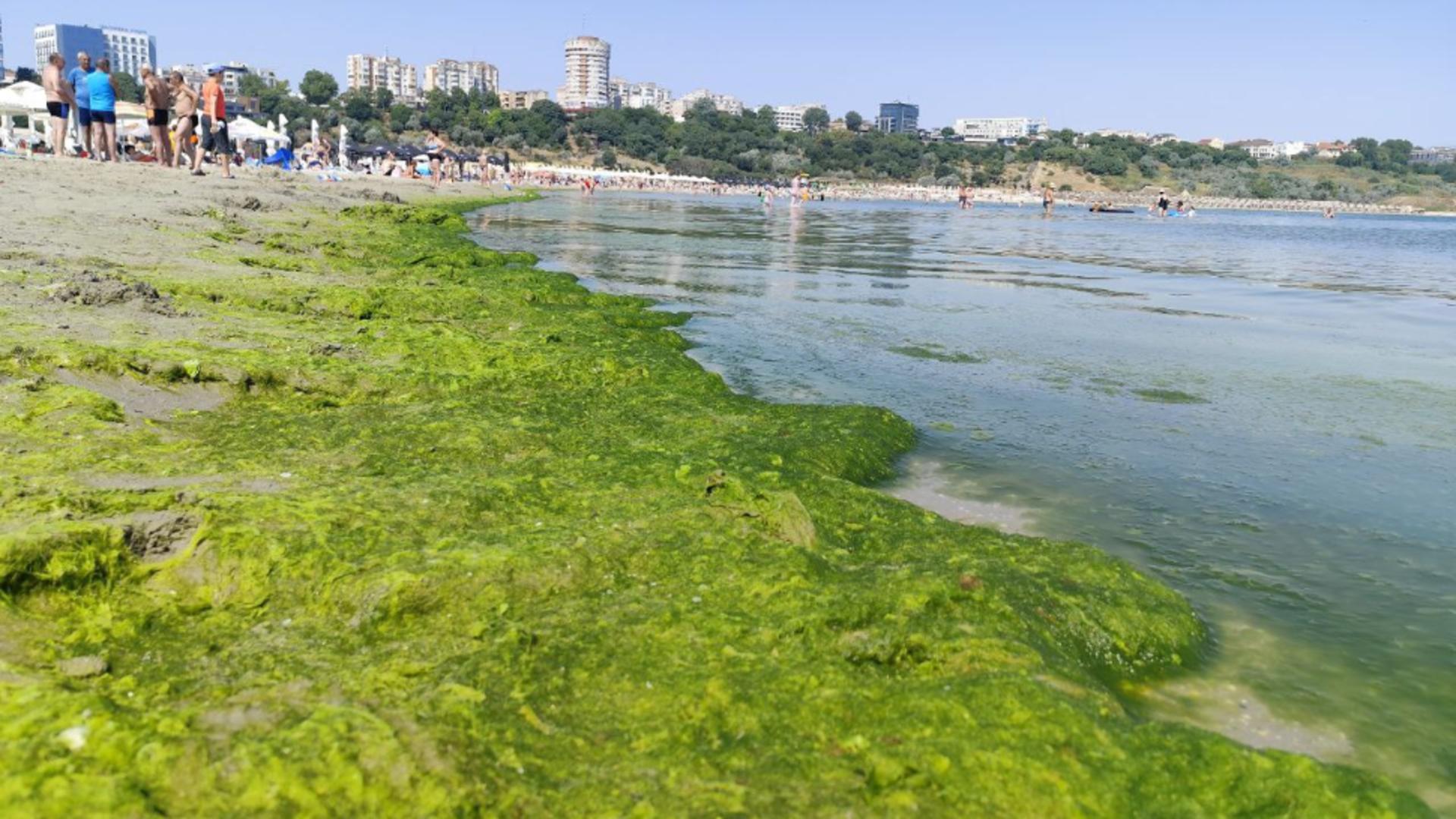 Invazia algelor este provocată de temperaturile ridicate