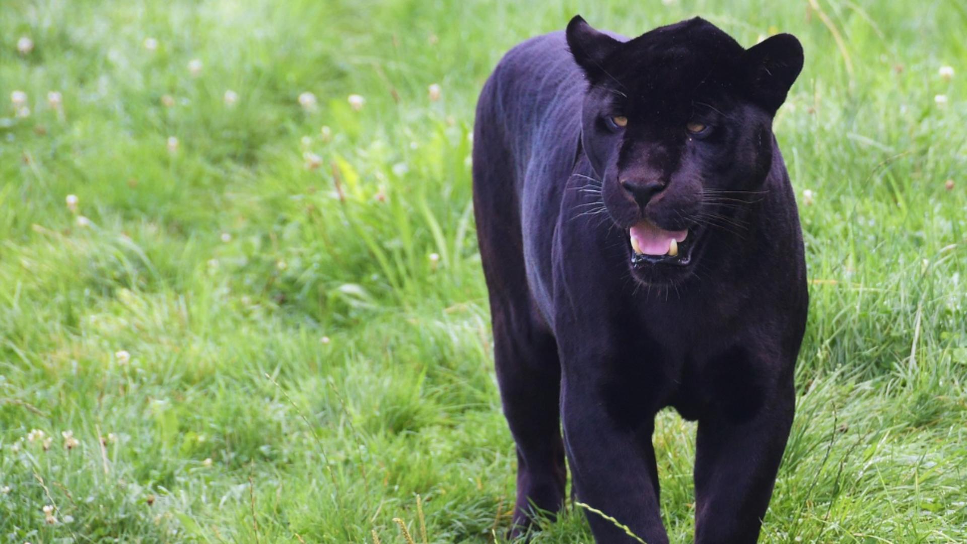 Panteră imaginară, pierderi reale: hotelierii bulgari cer despăgubiri după o alertă care s-a dovedit a fi falsă