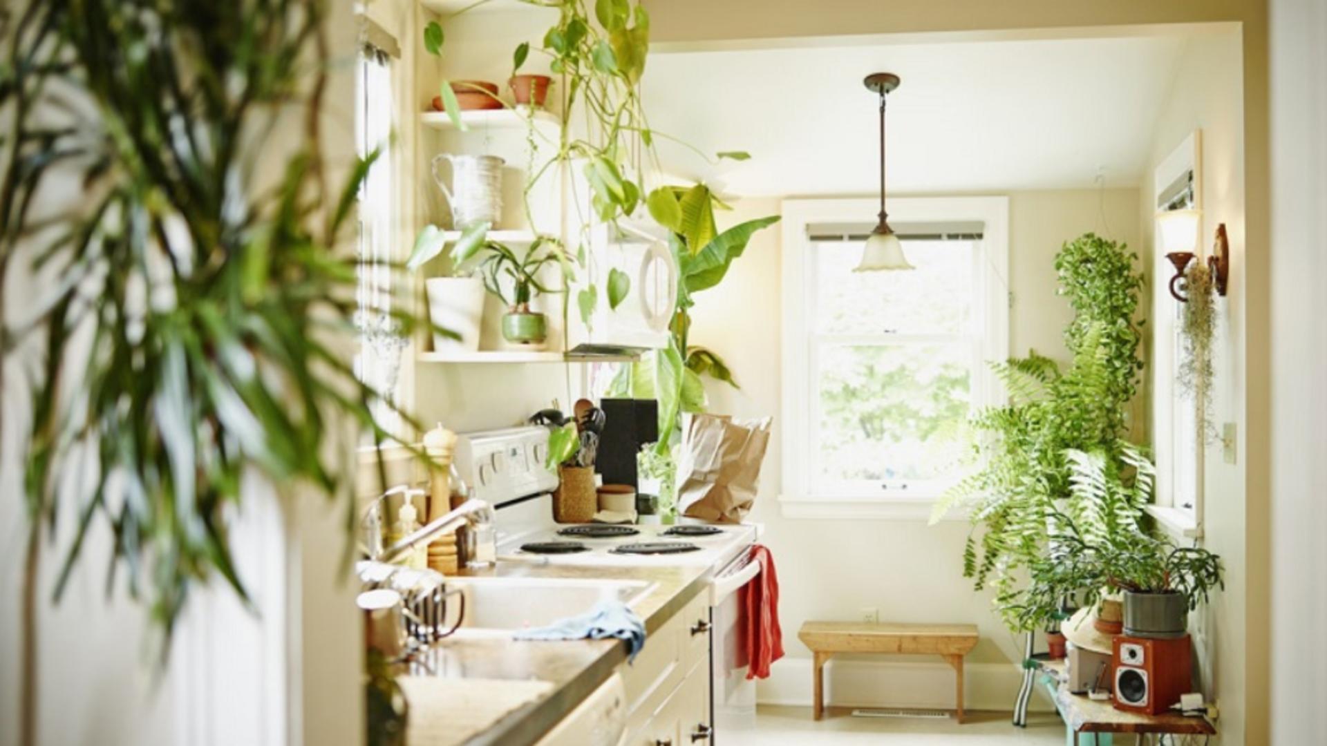 Planta pe care trebuie să o pui pe blatul de la bucatarie