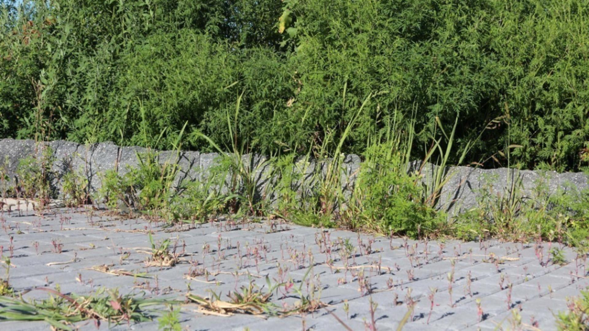 Adio, buruieni! Soluția naturală și ieftină care curăță grădina fără substanțe chimice