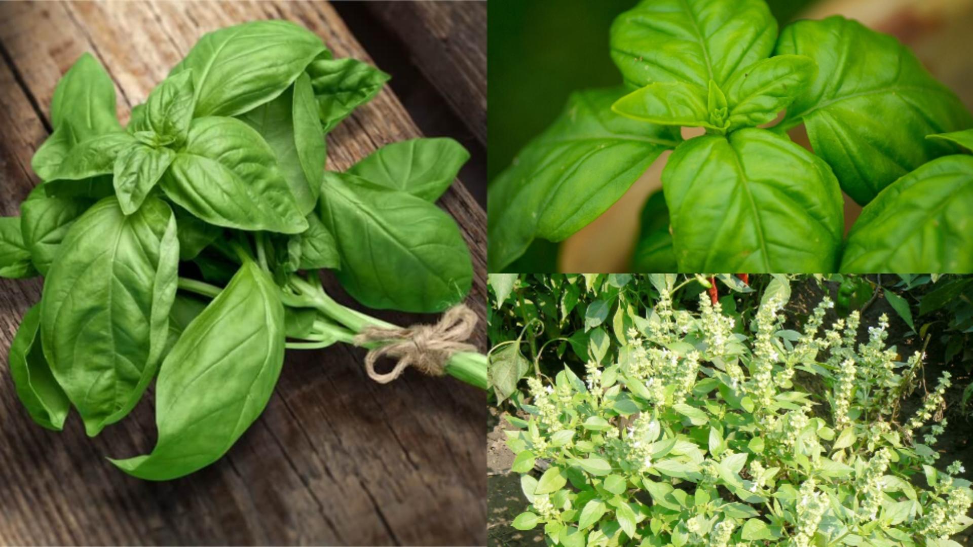  Locurile din casă unde trebuie să ții busuiocul