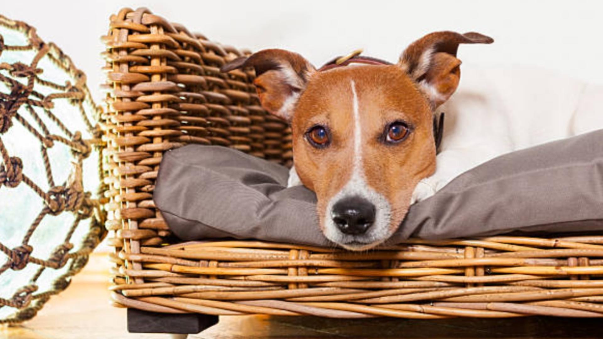 Vânzarea câinilor și pisicilor în pet shop-uri a fost interzisă