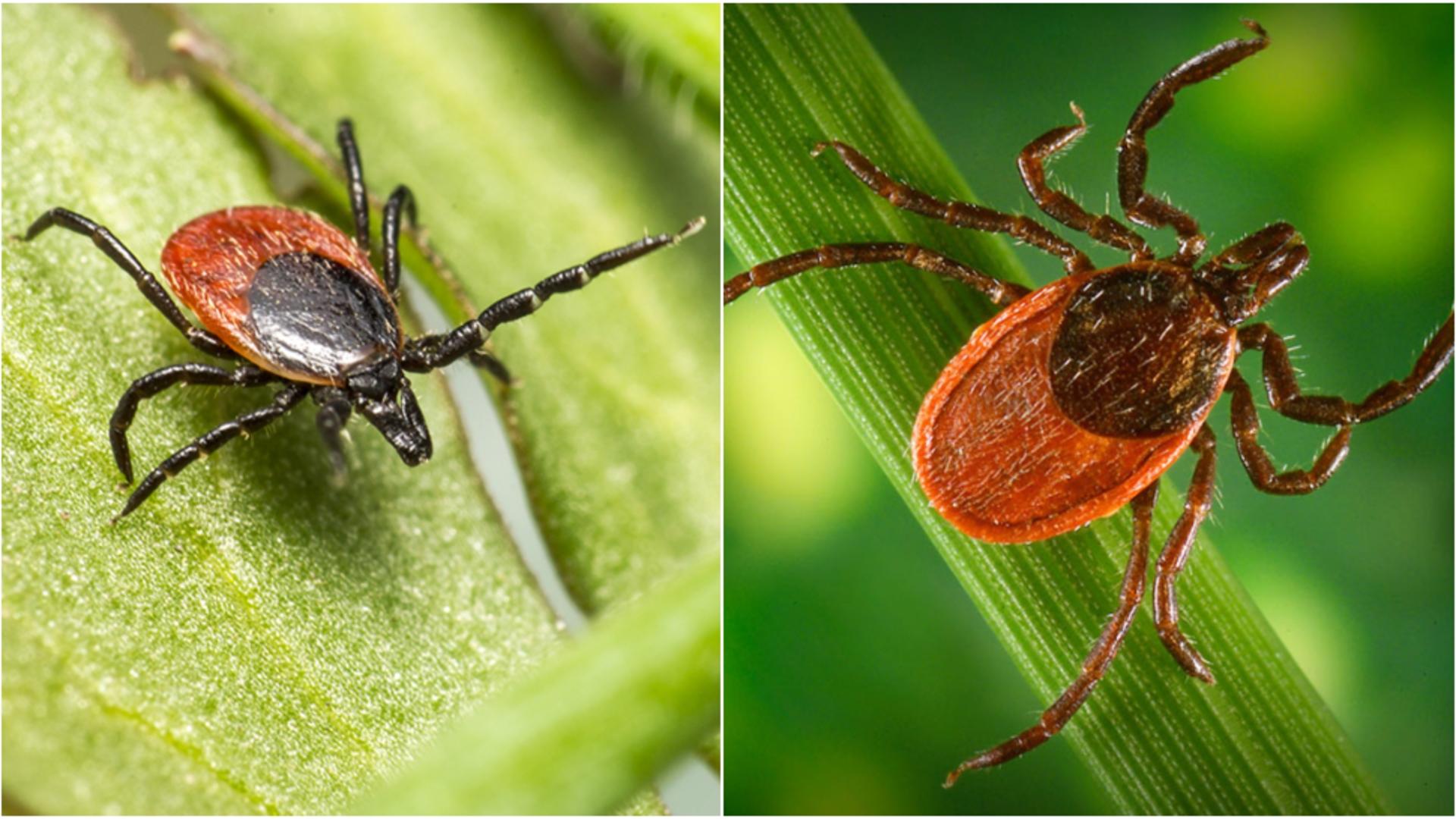 Cum scapi de căpușele din curte. 