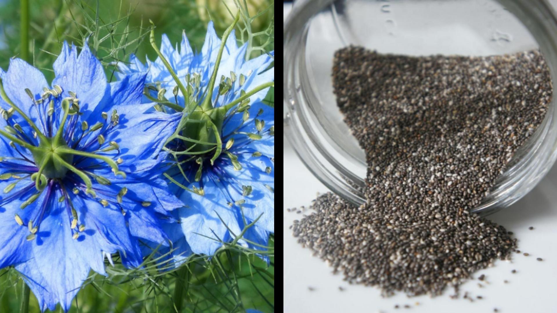 Condimentul care ajută la combaterea obezității și scăderea colesterolului