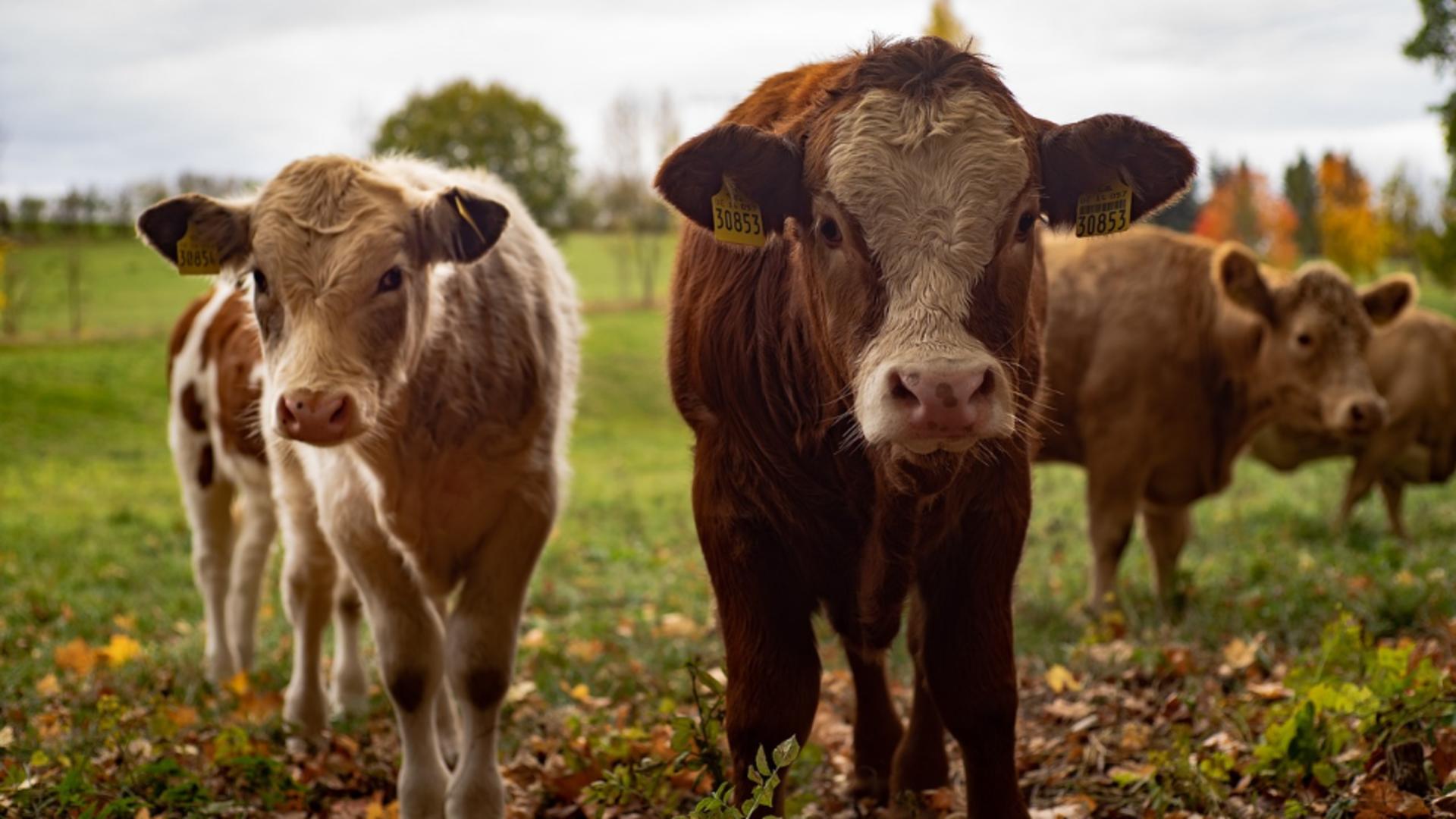 Un fermier din Vrancea primește peste 12 milioane de euro de la statul român. Milionar în euro după ce a dat statul în judecată