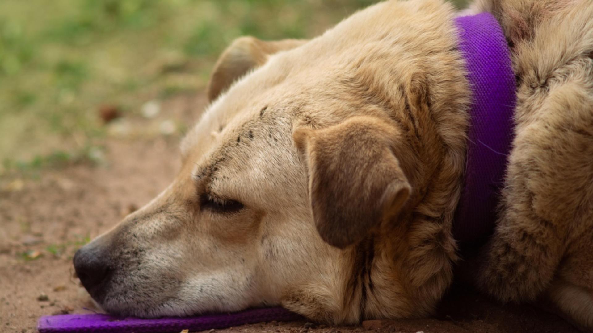 Scandal în Vrancea: un bărbat a intrat cu forța într-o gospodărie și a agresat doi câini