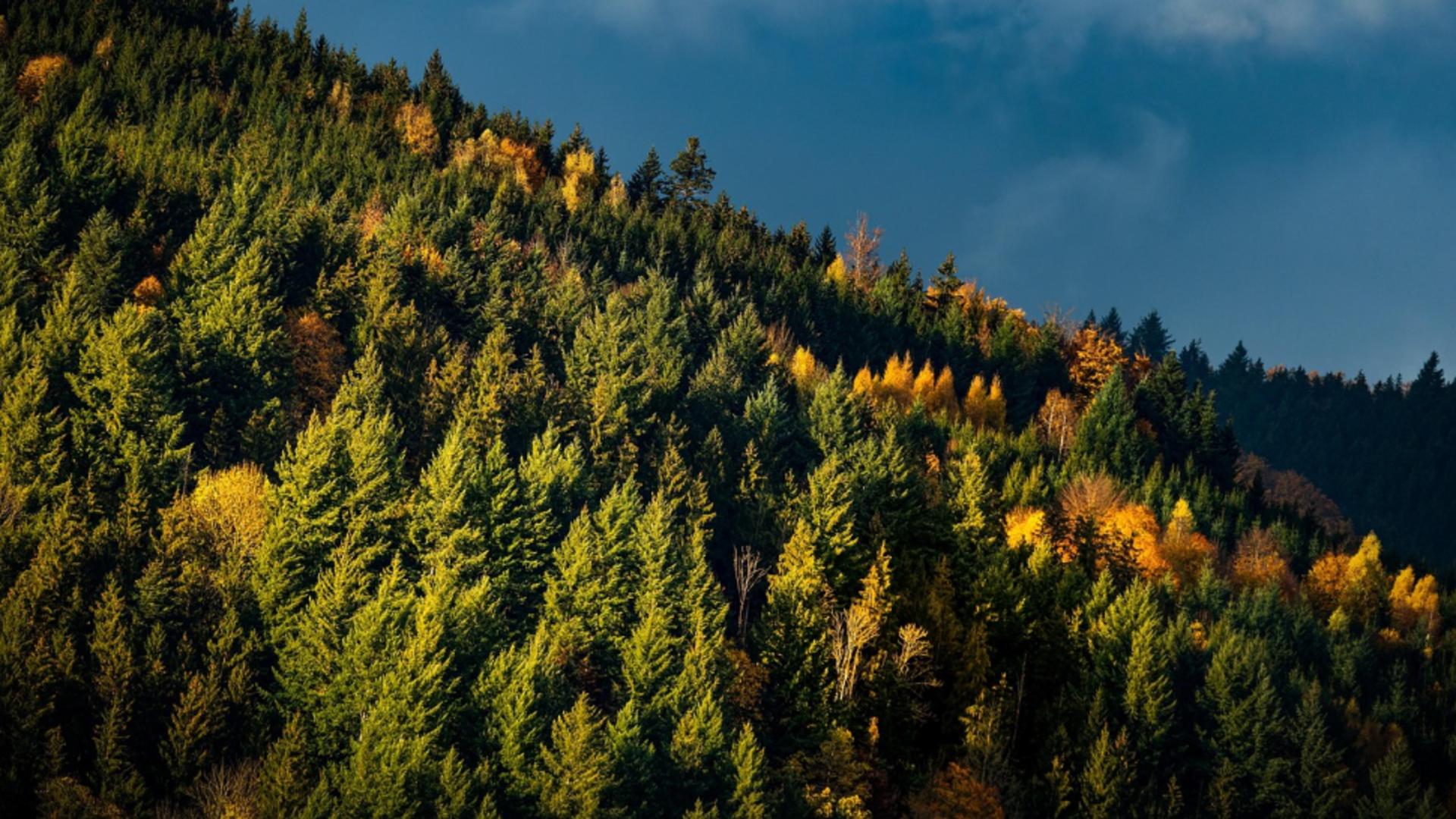 O pădure renăscută din ruinele războiului: speranță verde pe un teren contaminat. Mulți o numesc „bombă toxică cu ceas”