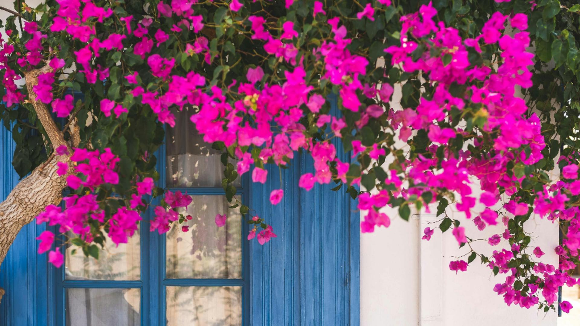 Cum să îngrijești floarea de hârtie. Sfaturi pentru a avea cea mai frumoasă plantă mediteraneeană chiar în grădina ta