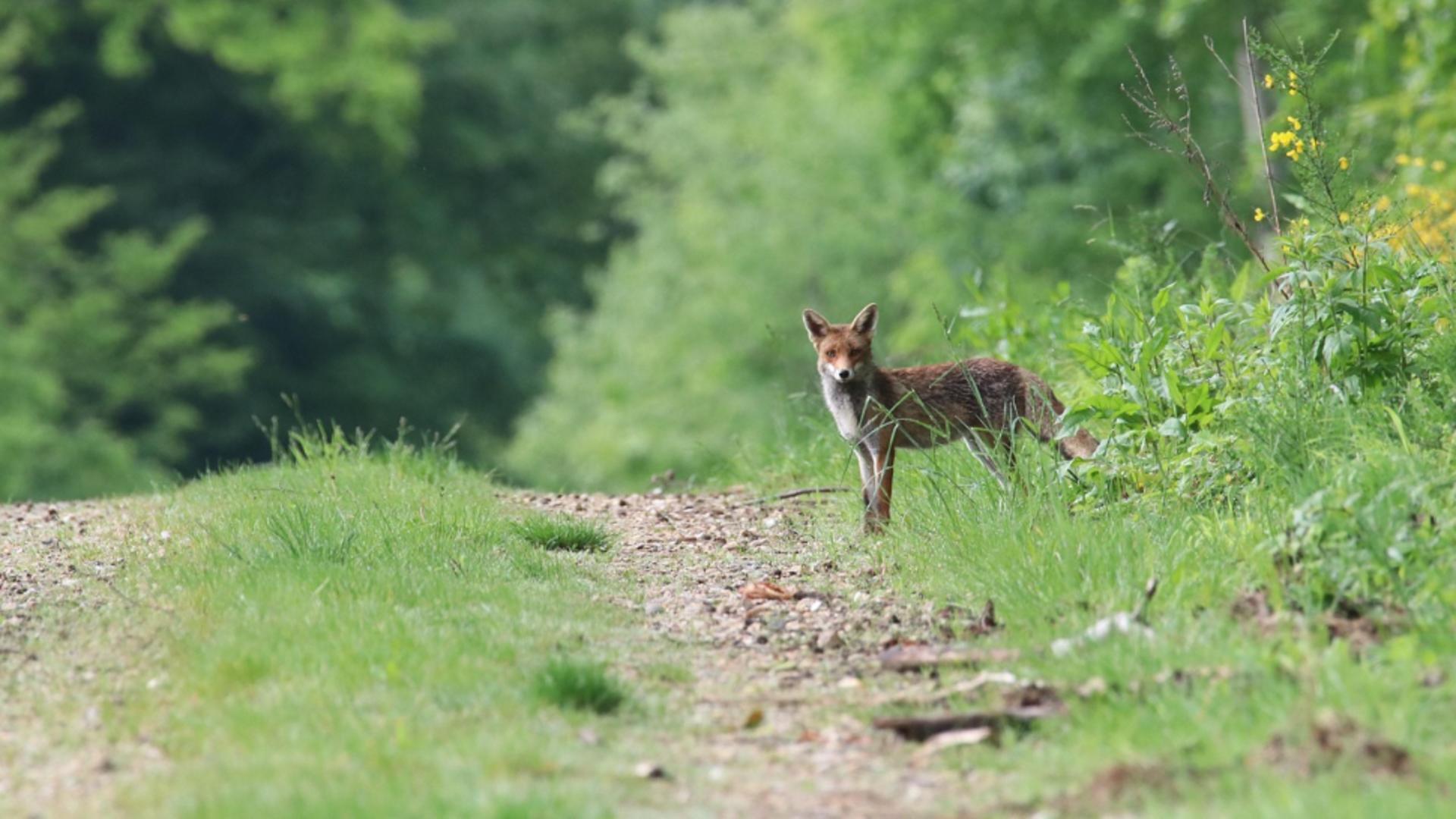 Alertă de rabie în județul Iași: a început vânătoarea de vulpi și șalaci, după un prim deces în peste un deceniu