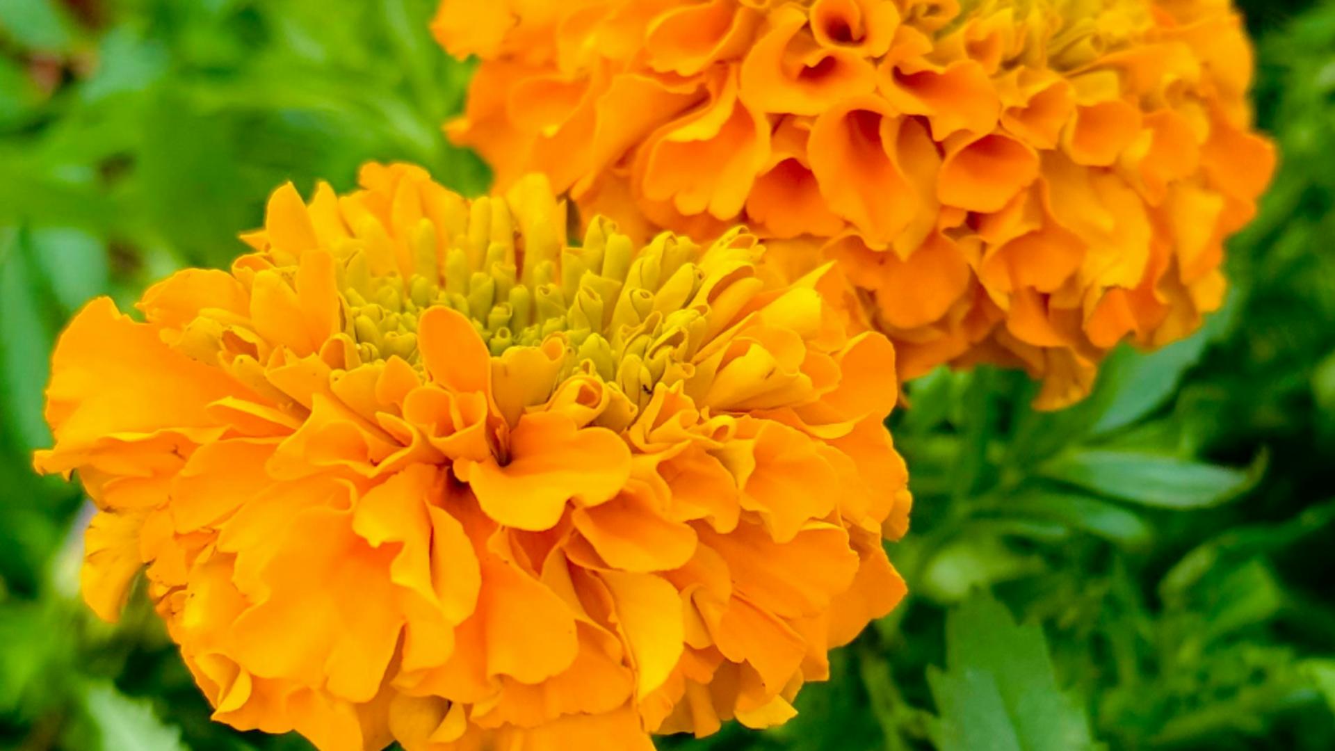 Combinații de flori care nu se potrivesc împreună. De ce NU trebuie plantate una lângă cealaltă