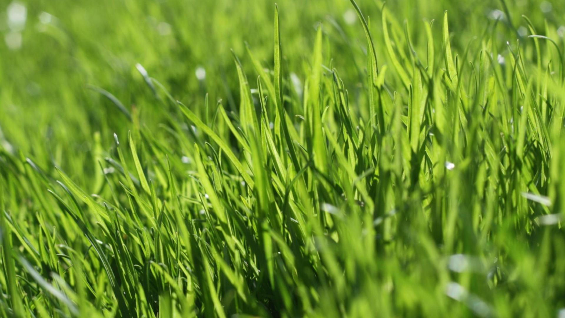 Cum să ai un gazon frumos și verde în luna august. FOTO: Pixabay