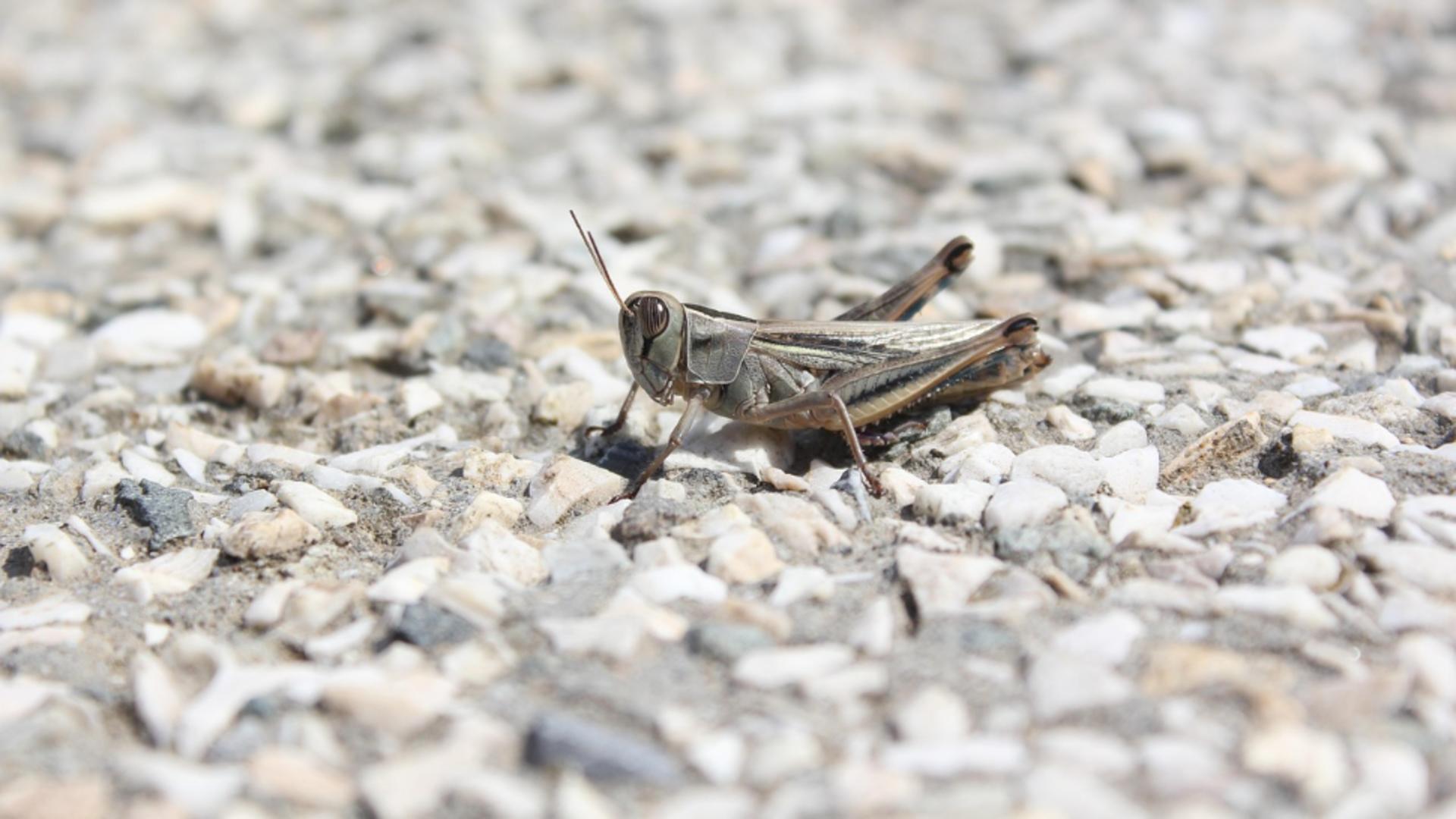 Invazie de lăcuste în Delta Dunării: 250 de hectare au fost afectate