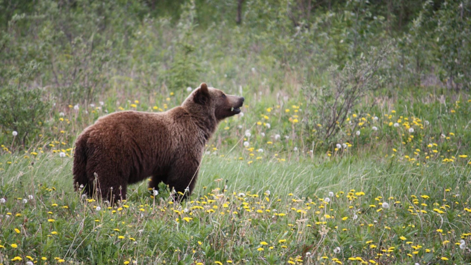 Un nou atac al urșilor din România