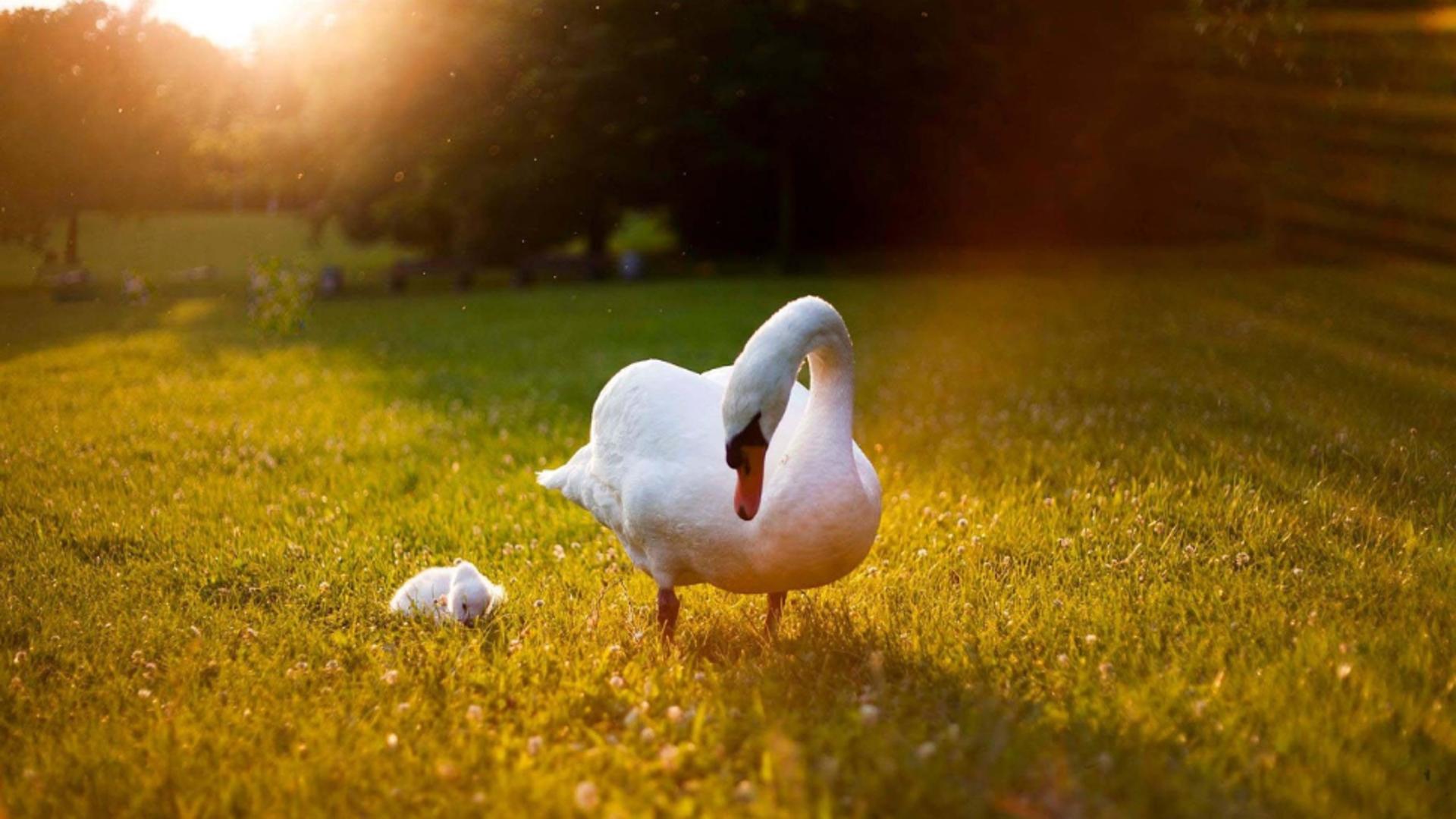 România, sub cupola caniculei: temperaturi de până la 41°C și avertizări meteo severe. Zonele vizate, pe hartă, de CODUL ROȘU