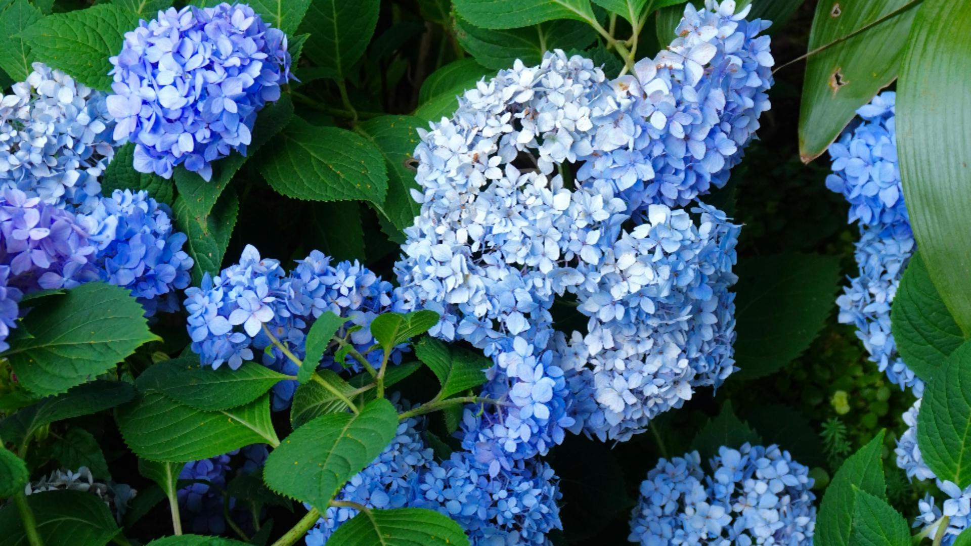 Planta pe care toată lumea o adoră, dar care atrage ghinionul pe plan finaciar