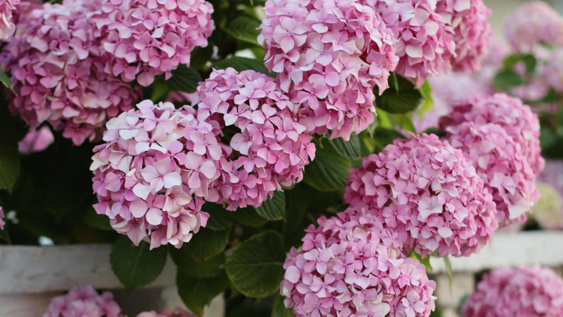 Ce trebuie să faci cu hortensiile ca să se umple de flori. Sfaturi utile pentru iubitorii acestor flori
