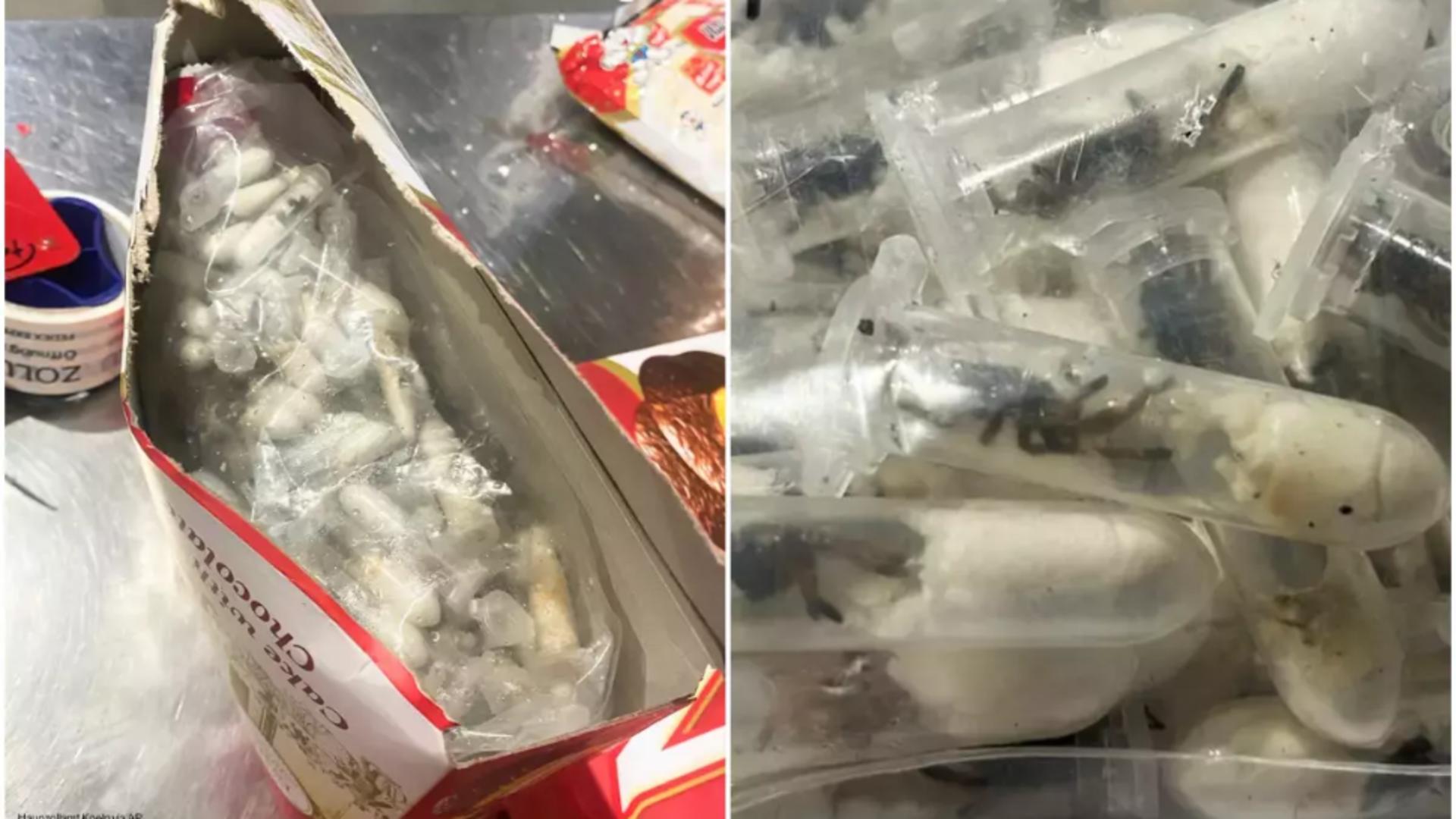 Captură neobișnuită pe aeroport: 1.500 de tarantule, ascunse în cutii de biscuiți