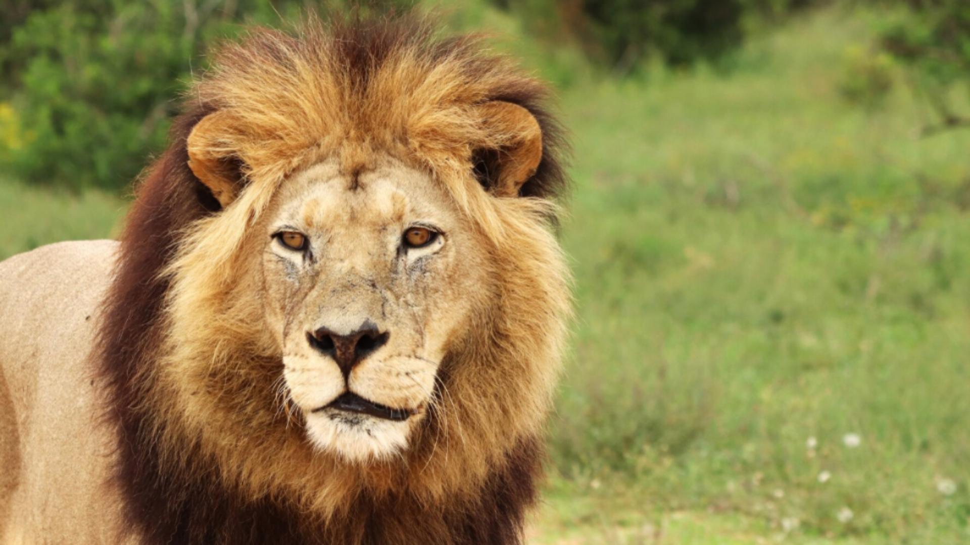 Încă o fiară sălbatică face victime. Un leu evadat de la o grădina zoologică dintr-o destinație turistică iubită de români a atacat un muncitor