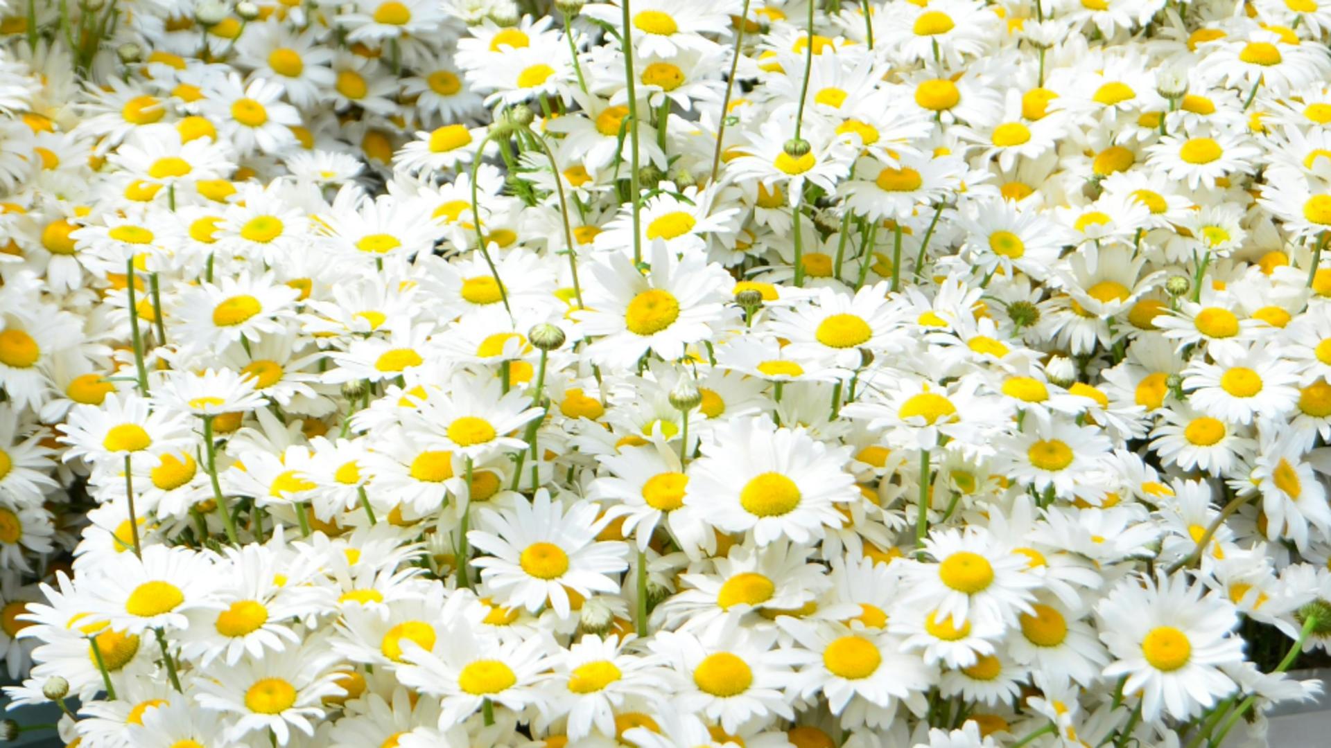 Florile care te scapă de buruieni. Ce trebuie să ai neapărat în grădină!