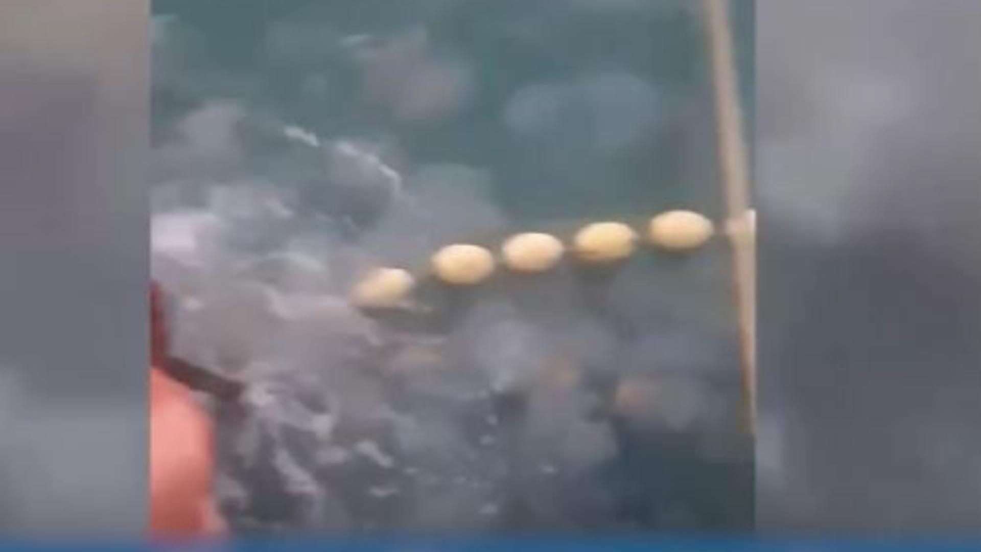 Invazie de meduze în apa mării. Turiștii sunt disperați