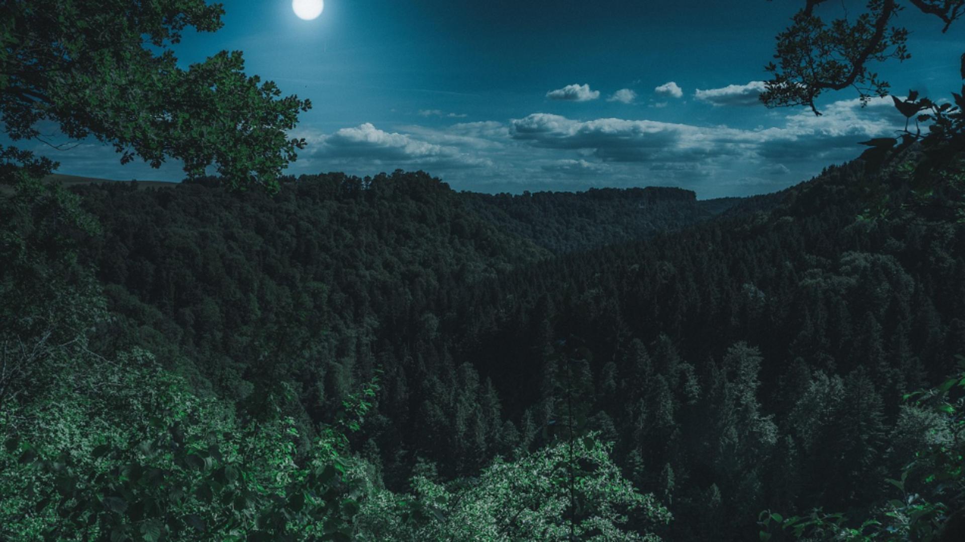 Tragedie în Vrancea: un bărbat a fost ucis accidental la o vânătoare ilegală. Patru persoane, trimise în judecată