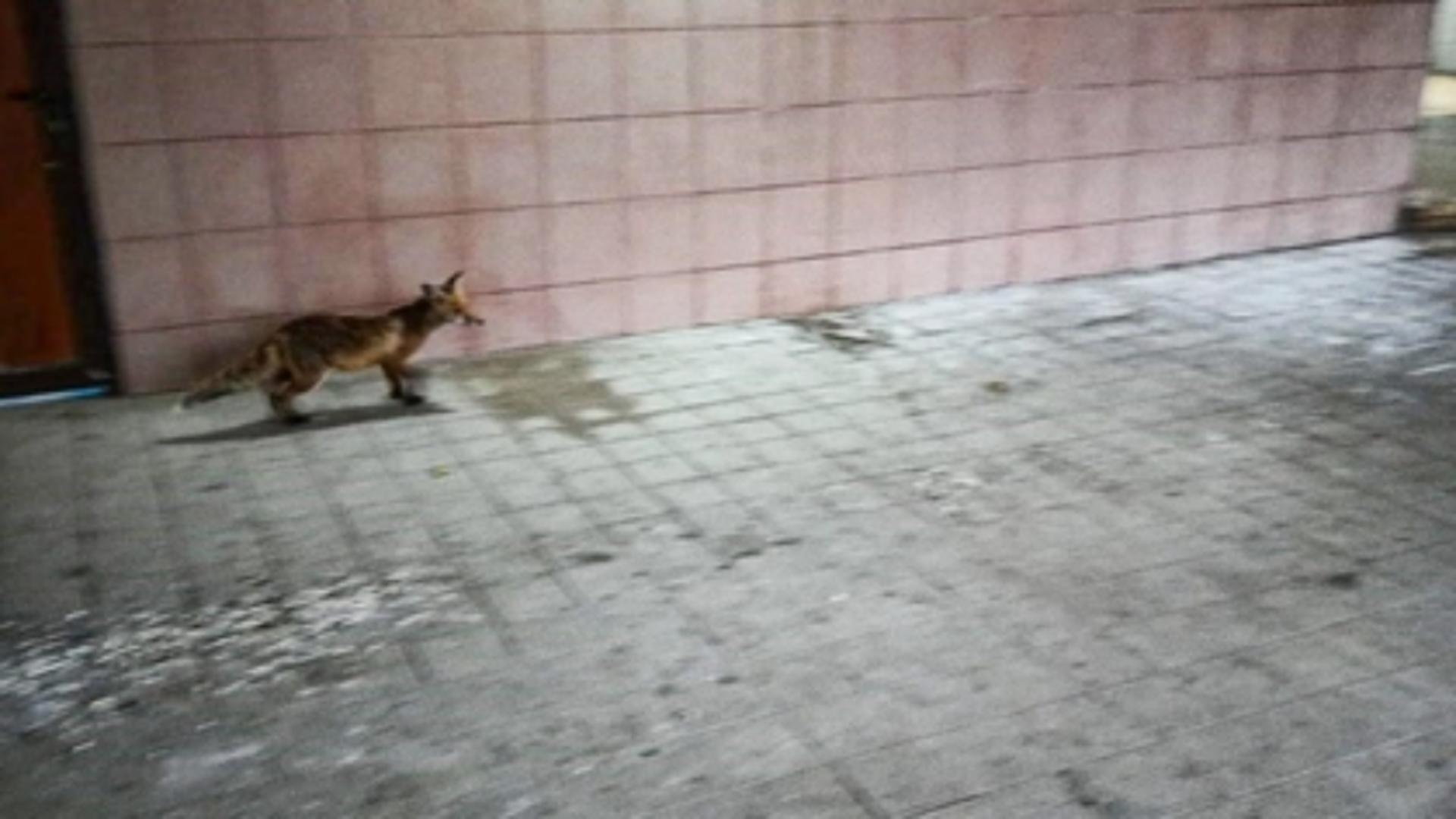 Vulpe surprinsă pe o stradă din Iași (sursă foto: BZI)