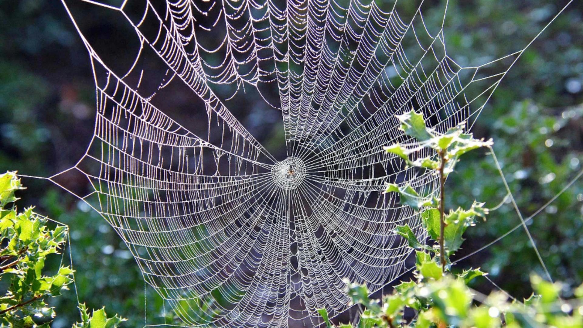 Cum poți scăpa de paianjenii din casă. Soluția naturală care îi va ține la distanță