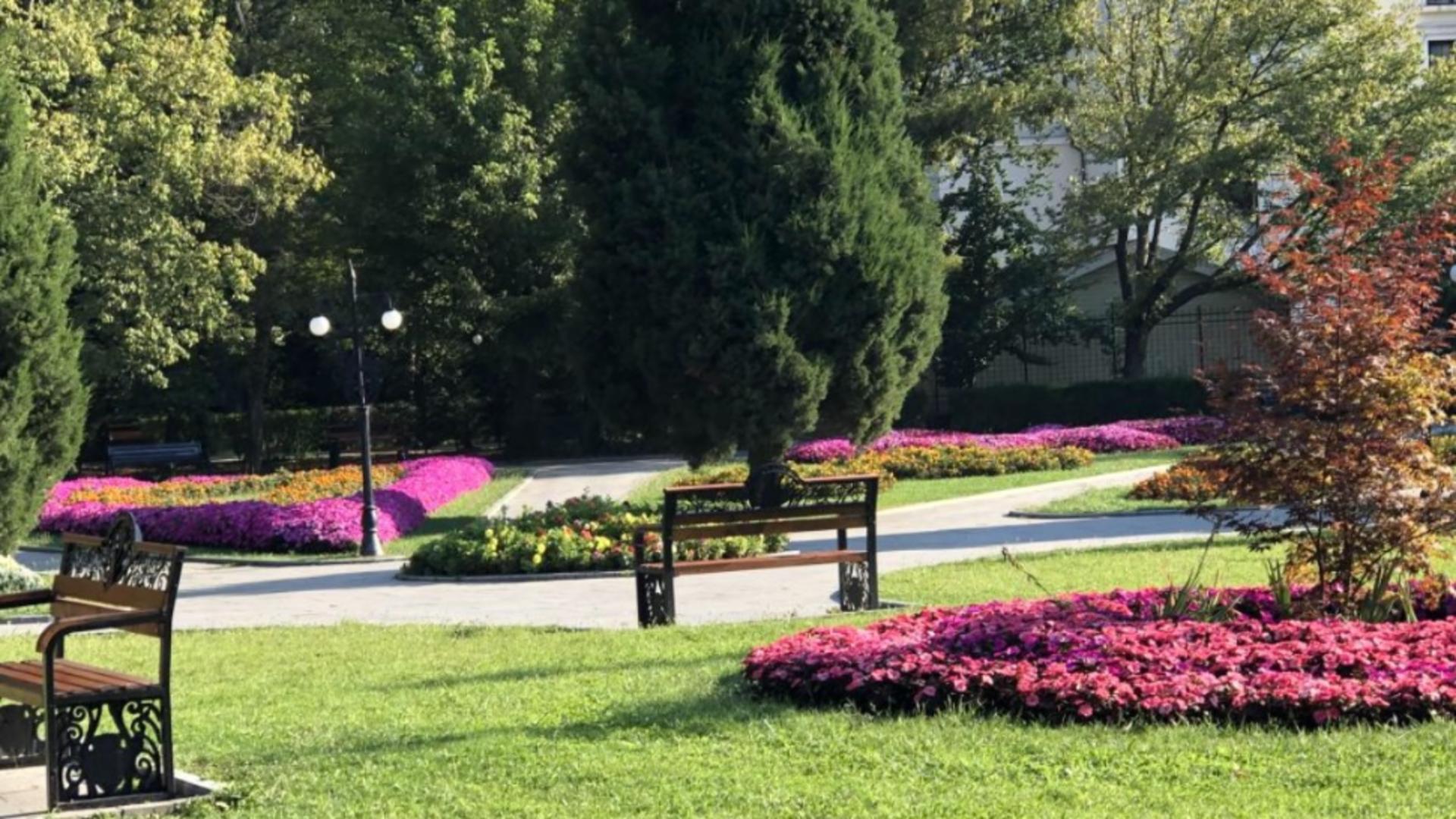 O bacterie extrem de agresivă a dus la defrișarea Parcului Zăvoi, din Râmnicu Vâlcea