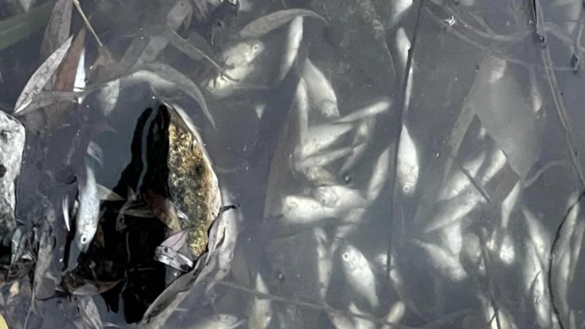 Pești morți în râul Arieș: poliția Alba a deschis o anchetă pentru poluare cu materiale de construcție